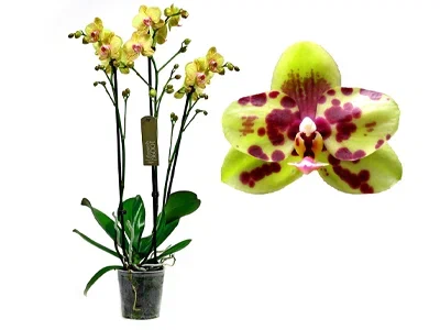 Фаленопсис 3 pp Arlekin, Гор12, Выс60 в интернет гипермаркете «Планета Лета». Фото