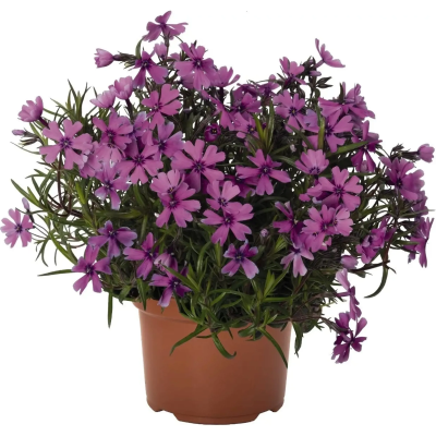 Флокс шиловидный микс, Гор10, Выс20 в интернет гипермаркете «Планета Лета». Фото