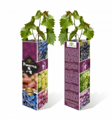 Вишня Дюк Чудо-Вишня 2-летка С4 Выс140 в интернет гипермаркете «Планета Лета». Фото