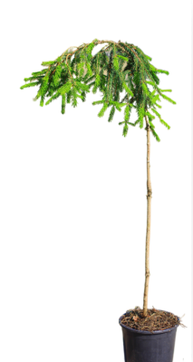 Ель обыкн.Inversa штамб, Гор19, Выс100 в интернет гипермаркете «Планета Лета». Фото