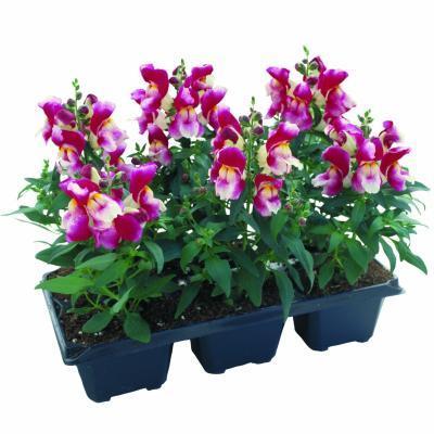 Львиный зев клаета (1*6) М в интернет гипермаркете «Планета Лета». Фото