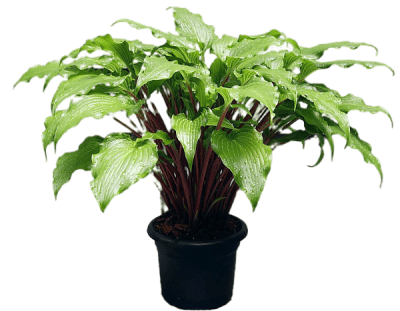 Хоста Ред Октоубер, Гор17 М в интернет гипермаркете «Планета Лета». Фото