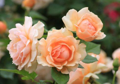 Роза парковая Николь Миулан (туба) в интернет гипермаркете «Планета Лета». Фото