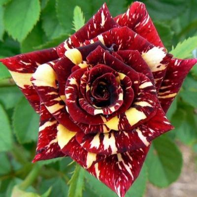 Роза чайно-гибрид Абра Кадабра ОКС в интернет гипермаркете «Планета Лета». Фото