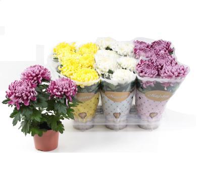 Хризантема Deco Mix, Гор11, Выс20 в интернет гипермаркете «Планета Лета». Фото