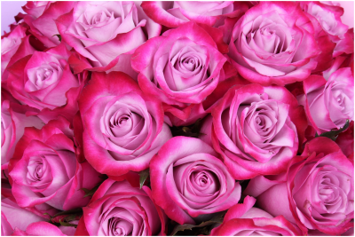 Роза чайно-гибридная Дип Перпл С2 в интернет гипермаркете «Планета Лета». Фото