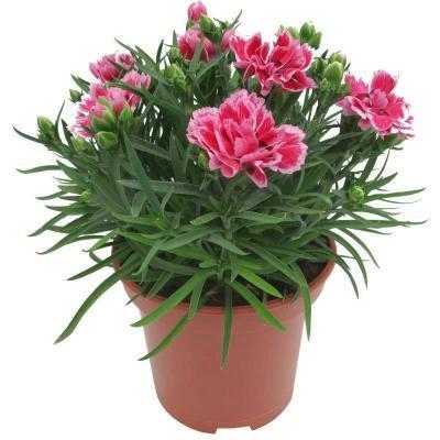 Гвоздика садовая, Гор12, Выс20 в интернет гипермаркете «Планета Лета». Фото