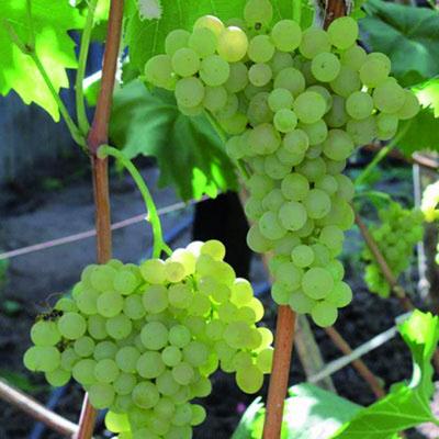 Виноград плодовый Кишмиш №342 П в интернет гипермаркете «Планета Лета». Фото