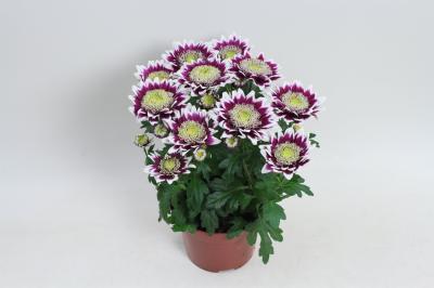 Хризантема Splash Rocker, Гор12, Выс30 в интернет гипермаркете «Планета Лета». Фото