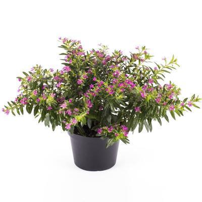 Куфея, Гор11, Выс20 в интернет гипермаркете «Планета Лета». Фото