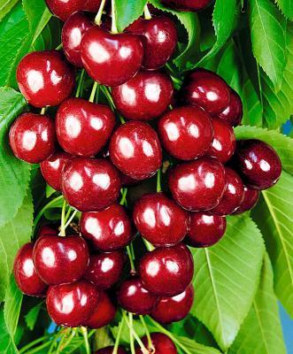 Черешня Веда 2-летка С4 Н140 в интернет гипермаркете «Планета Лета». Фото