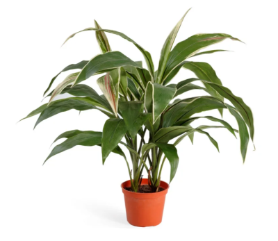 Кордилина зелёно-бело-розовая куст в горшке в-50 см в интернет гипермаркете «Планета Лета». Фото