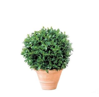 Лавр круглый д-40 см, в-60 см 10.41201N в интернет гипермаркете «Планета Лета». Фото