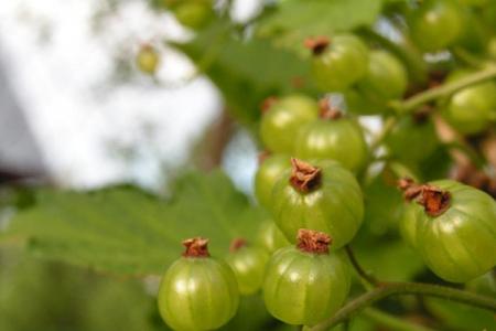 Смородина черная перспективные сорта Изумрудное ожерелье П в интернет гипермаркете «Планета Лета». Фото