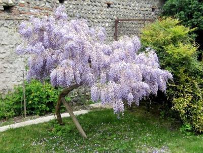 Глициния штамб, Гор43, Выс200 И в интернет гипермаркете «Планета Лета». Фото