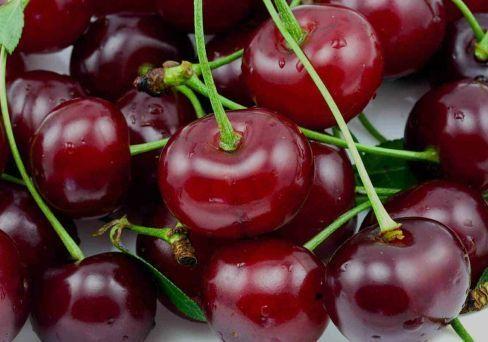 Вишня Тургеневка 2-летка С4 Выс140 в интернет гипермаркете «Планета Лета». Фото