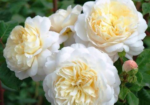 Роза парковая Крокус Роуз (туба) в интернет гипермаркете «Планета Лета». Фото