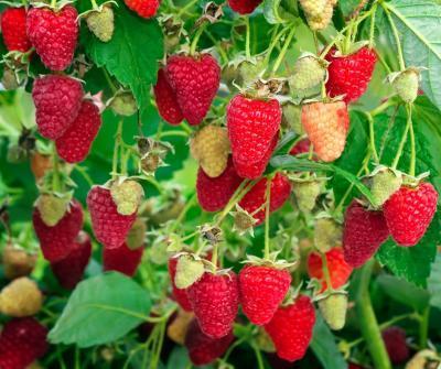 Малина Рубиновое Ожерелье С2 Выс40 в интернет гипермаркете «Планета Лета». Фото