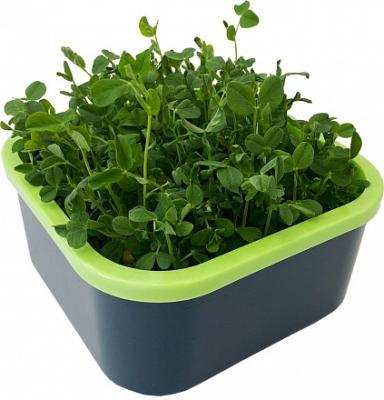 Проращиватель "Моя микрозелень" в интернет гипермаркете «Планета Лета». Фото