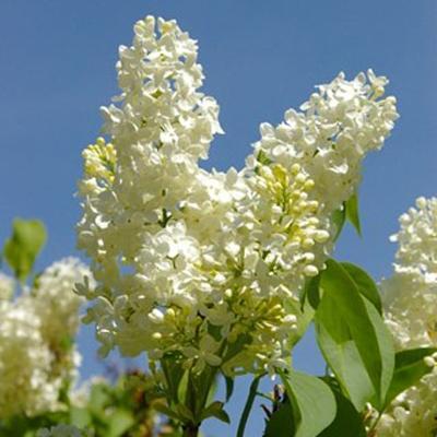 Сирень обыкновенная Праймроуз/ЦКор в интернет гипермаркете «Планета Лета». Фото