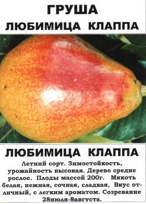 Груша Любимица Клаппа 2-летка С4 Н140 в интернет гипермаркете «Планета Лета». Фото