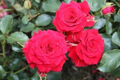 Роза парковая Ред Бриллиант 7Ц в интернет гипермаркете «Планета Лета». Фото