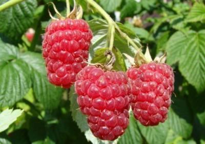 Малина Садовая Таруса (туба) в интернет гипермаркете «Планета Лета». Фото