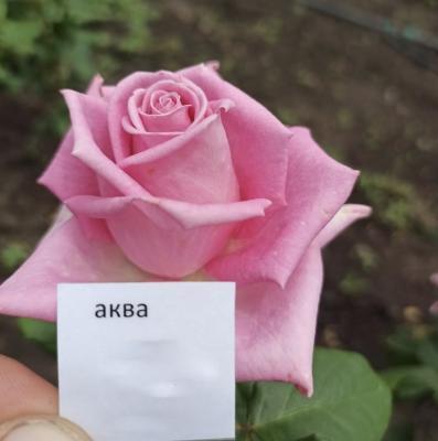 Роза чайно-гибридная Аква C2 Выс30 в интернет гипермаркете «Планета Лета». Фото