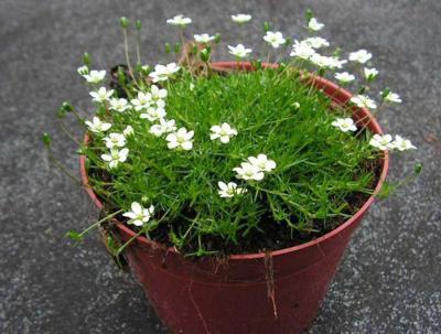 Мшанка шиловидная, Гор9, Выс15 в интернет гипермаркете «Планета Лета». Фото