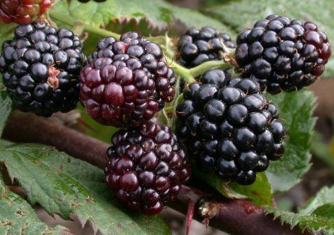 Ежевика Торнфри 7Ц в интернет гипермаркете «Планета Лета». Фото