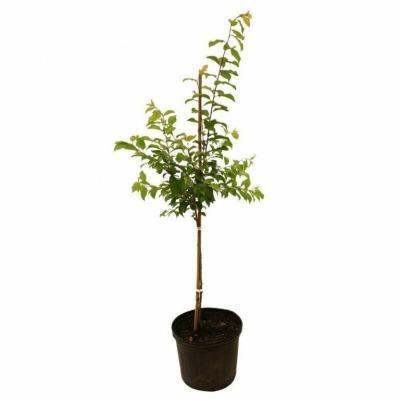 Слива Шарафуга 2-летка С4 Выс140 в интернет гипермаркете «Планета Лета». Фото