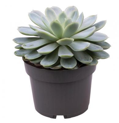 Эчеверия, Гор17, Выс25 в интернет гипермаркете «Планета Лета». Фото