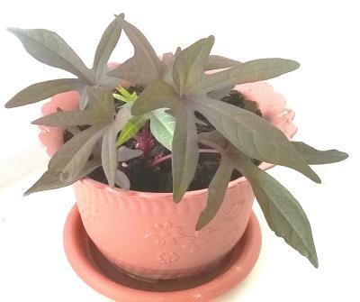 Ипомея Батат, Гор13 М в интернет гипермаркете «Планета Лета». Фото