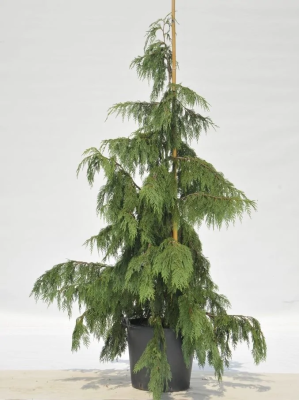 Кипарисовик нуткан.Pendula, Гор30, Выс90 в интернет гипермаркете «Планета Лета». Фото