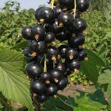 Смородина черная (традиционные сорта) Загляденье П в интернет гипермаркете «Планета Лета». Фото