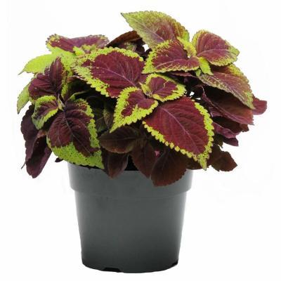 Колеус, Гор13 М в интернет гипермаркете «Планета Лета». Фото