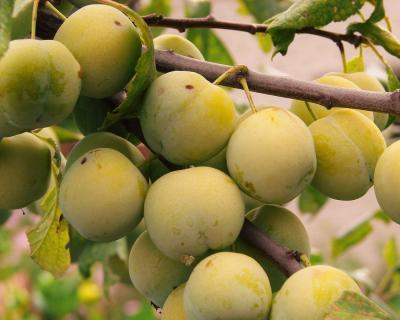 Слива Ренклод 2-летка ОКС Н150 в интернет гипермаркете «Планета Лета». Фото