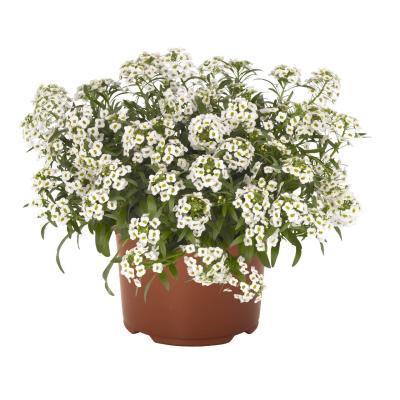 Алиссум, Гор9 М в интернет гипермаркете «Планета Лета». Фото