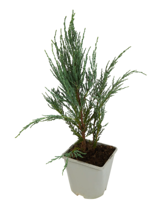 Можжевел.скал.Blue Arrow, Гор17, Выс50 в интернет гипермаркете «Планета Лета». Фото