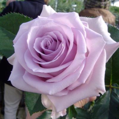 Роза чайно-гибрид Песня Океана ОКС в интернет гипермаркете «Планета Лета». Фото