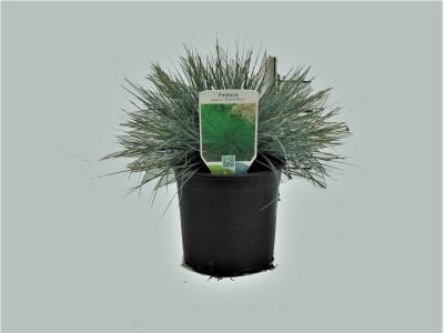 Овсяница, Гор12, Выс20 в интернет гипермаркете «Планета Лета». Фото