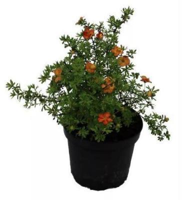 Лапчатка кустар.Red Ace, Гор15, Выс15-20 в интернет гипермаркете «Планета Лета». Фото