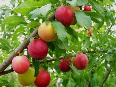 Алыча Путешественница С4 Н140 в интернет гипермаркете «Планета Лета». Фото