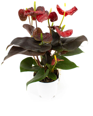 Антуриум Shell Coral, Гор17, Выс60 в интернет гипермаркете «Планета Лета». Фото