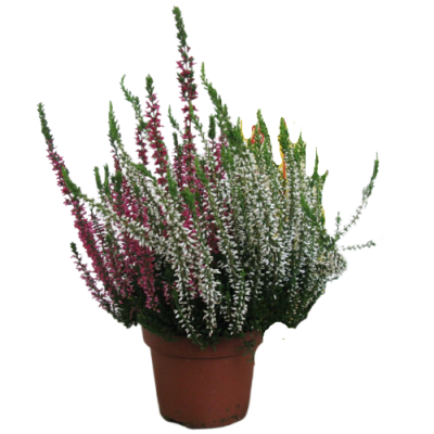 Эрика два в одном, Гор11, Выс25 в интернет гипермаркете «Планета Лета». Фото