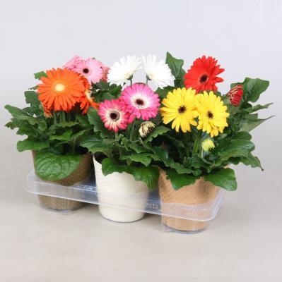 Гербера Mix Decorum, Гор12, Выс25 в интернет гипермаркете «Планета Лета». Фото