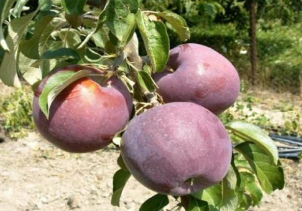 Яблоня карликовая Вильямс прайд1-летка ОКС Н130 в интернет гипермаркете «Планета Лета». Фото