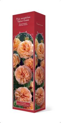 Роза английская парковая Чарльз Остин Люкс П в интернет гипермаркете «Планета Лета». Фото