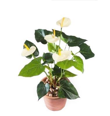 Антуриум куст де люкс кремовый в-45 см 4 цв 20.1108CR в интернет гипермаркете «Планета Лета». Фото
