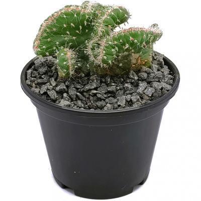 Кактус Сristata, Гор10, Выс15 в интернет гипермаркете «Планета Лета». Фото